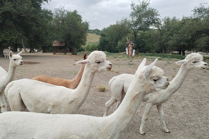 Shamakhi-tour-Alpaca-tour-wine-tour-Azerbaijan-winery