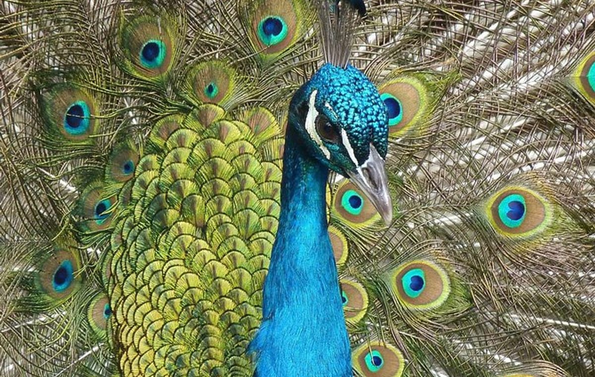 HIGHLIGHTS OF RHODES – THE GREEN TOUR