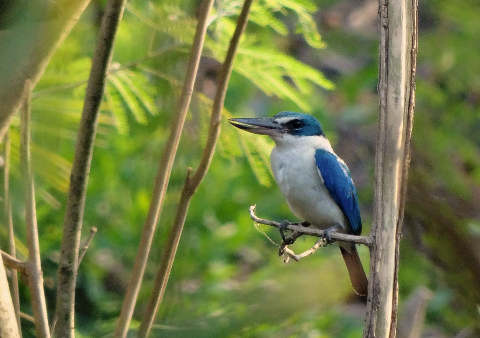 During our tour you can easily spot many birds, such as kingfishers.