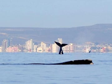 Whale Watching from Puerto Madryn