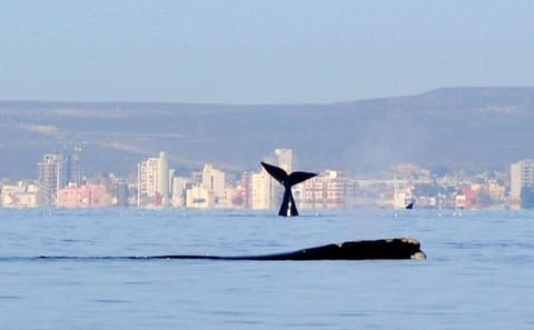 4-Day Wildlife and Nature Tour in Puerto Madryn, Argentina