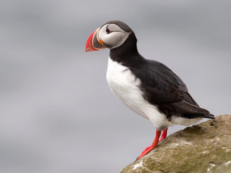 Whale Watching & Puffin Tour from Hauganes — Whale Watching Hauganes