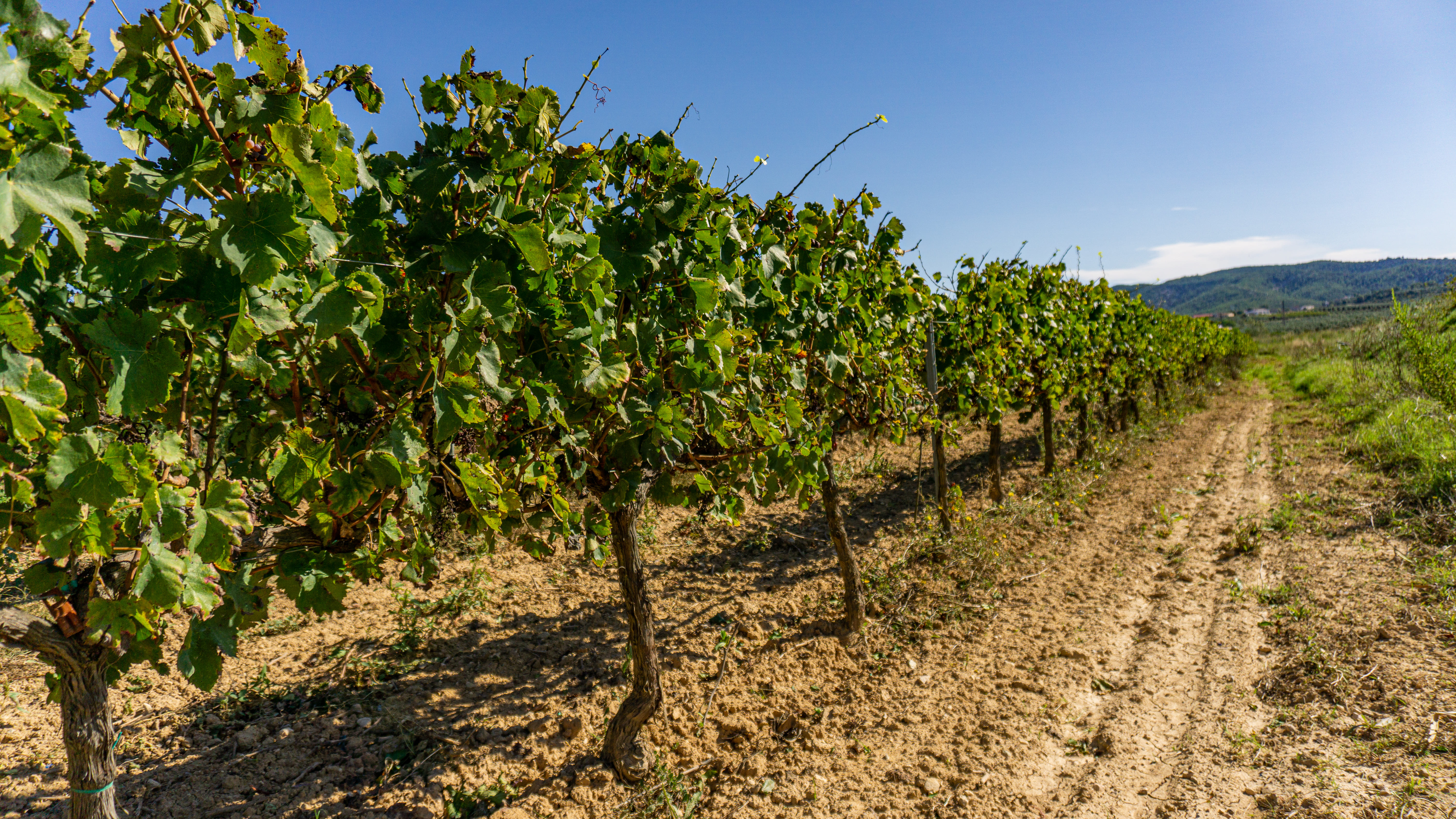 Book Visit our vineyards and cellar