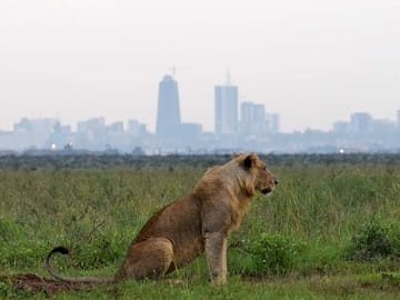 Early Morning Half Day Group Tour to Nairobi National Park