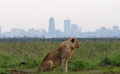 Early Morning Half Day Group Tour to Nairobi National Park