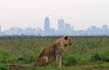 Early Morning Half Day Group Tour to Nairobi National Park