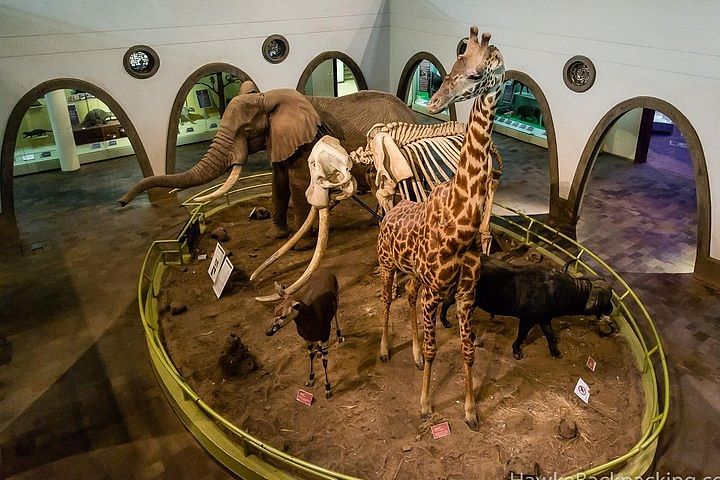 Guided Tour of Nairobi National Museum & Snake Park: Culture & Wildlife