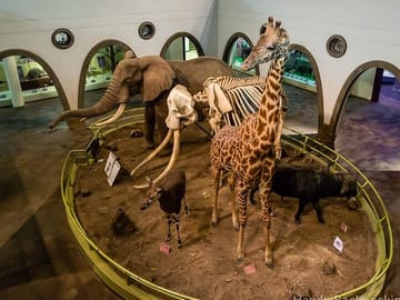 Half-Day Tour of Nairobi National Museum and Snake Park