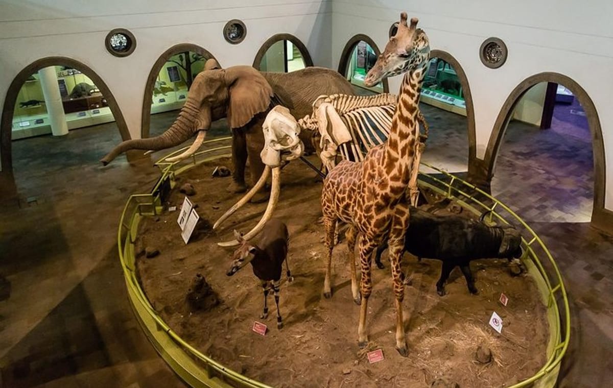 Half-Day Guided Tour to Nairobi National Museum and Snake Park
