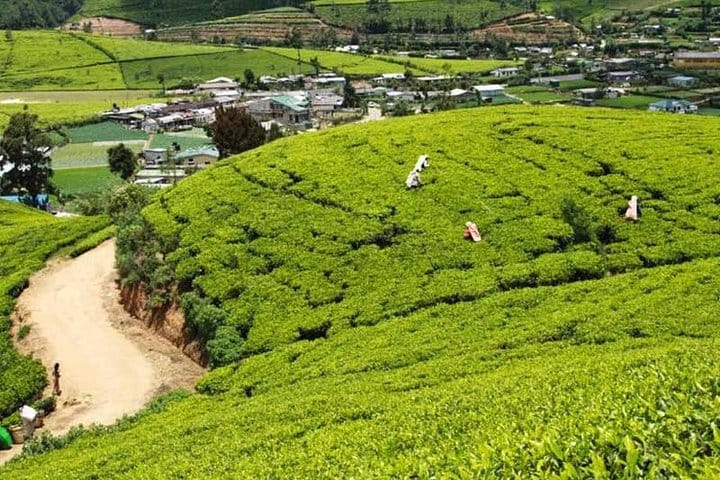 Ceylon Tea Tour | 10 Days