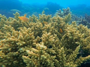 Private Wooden Raft Tour to Gili Kedis from Lombok