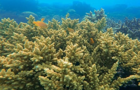 Private Wooden Raft Tour to Gili Kedis from Lombok
