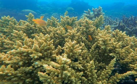 Private Wooden Raft Tour to Gili Kedis from Lombok