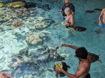Swimming with Sea Turtles in Kizimkazi Dimbani