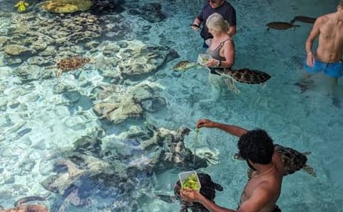 Swimming with Sea Turtles in Kizimkazi Dimbani