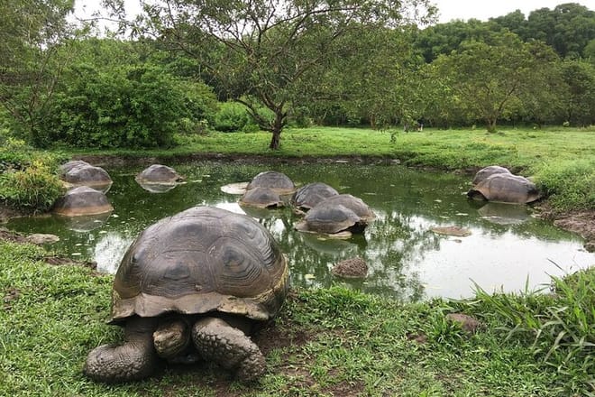 Galapagos Fauna
