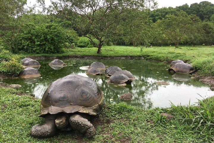 Galapagos Fauna