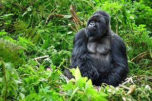 3-Day Private Gorilla Trek & Lake Retreat in Uganda