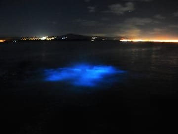Luminous Lagoon