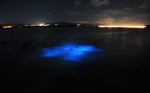Luminous Lagoon Bioluminescence Tour from Falmouth, Jamaica