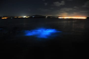 Luminous Lagoon Bioluminescence Tour from Falmouth, Jamaica