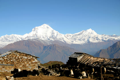 Khopra Danda Ridge Trek – 11 Days of Untouched Trails & Himalayan Vistas