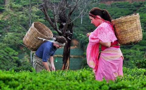 The Tea Hubs of Srilanka