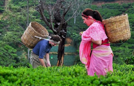 The Tea Hubs of Srilanka