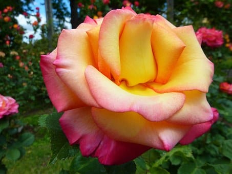 International Rose Test Garden