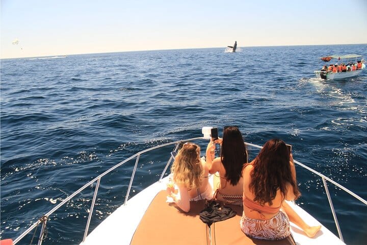 Spot whales breaching the water from the deck of your private yacht (seasonal).