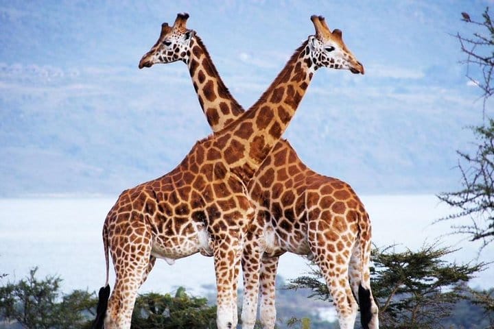 Game drives Nairobi National Park