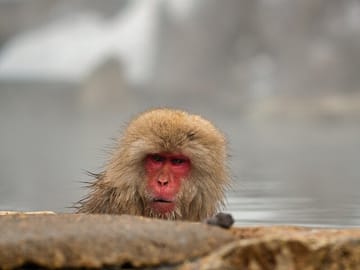 Tokyo to Snow Monkey & Zenkoji Tour