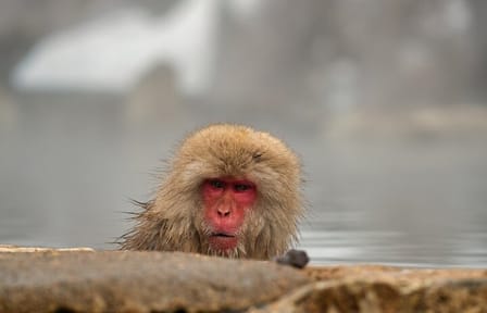 Tokyo to Snow Monkey & Zenkoji Tour