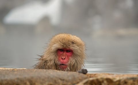Tokyo to Snow Monkey & Zenkoji Tour