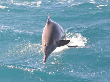 Dolphin House Red Sea Adventure