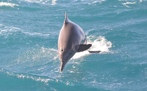 Dolphin House Red Sea Adventure