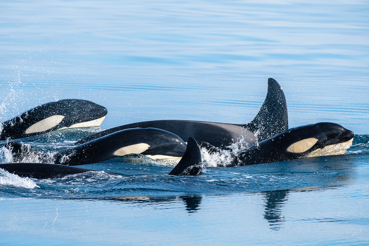 Ólafsvík Whale Watching, Iceland