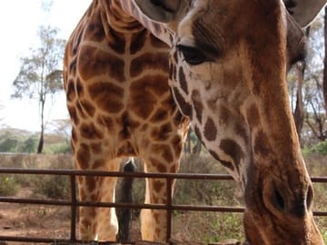Half-Day Guided Tour of the Giraffe Center in Nairobi