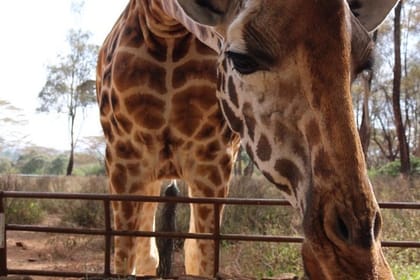 Giraffe Center Half-Day Guided Tour from Nairobi