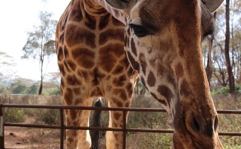 Half-Day Guided Tour of the Giraffe Center in Nairobi