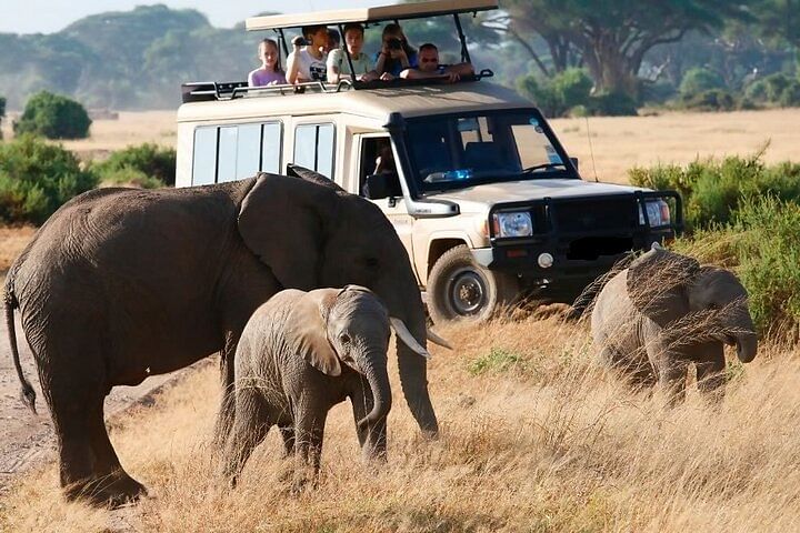 Kenya Wildlife Safari Adventure: Explore Maasai Mara, Amboseli & More