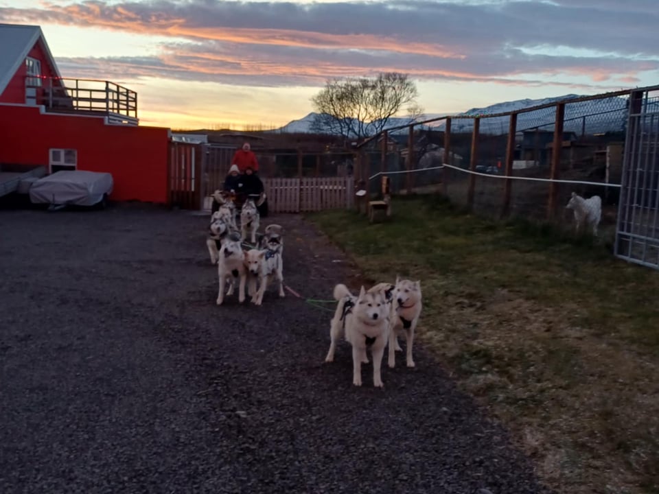 Dog-cart ride in Akureyri — goHusky