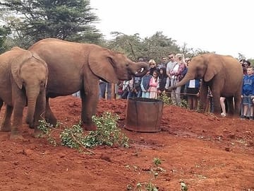 Giraffe Center and David Sheldrick Trust Day Tour in Nairobi