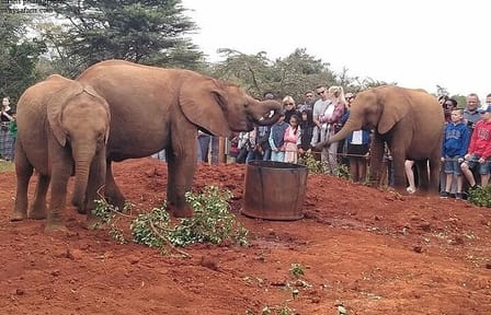 Giraffe Center and David Sheldrick Trust Day Tour in Nairobi