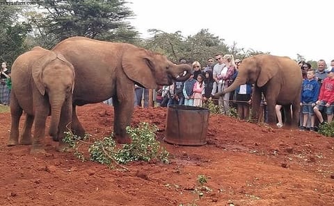 Giraffe Center and David Sheldrick Trust Day Tour in Nairobi