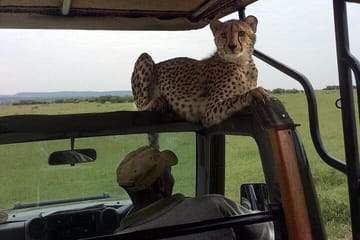 3 Days Masai Mara Budget Camping Safari on 4X4 Land Cruiser