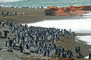 Ushuaia: Beagle Channel Navigation to the Pingüinera