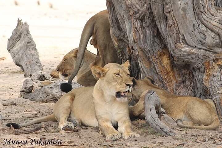 Lions relaxing