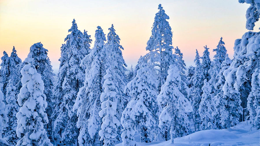 Wilderness Survival Tour with Wild About Lapland