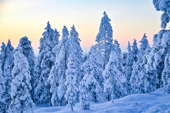 Wilderness Survival Tour with Wild About Lapland